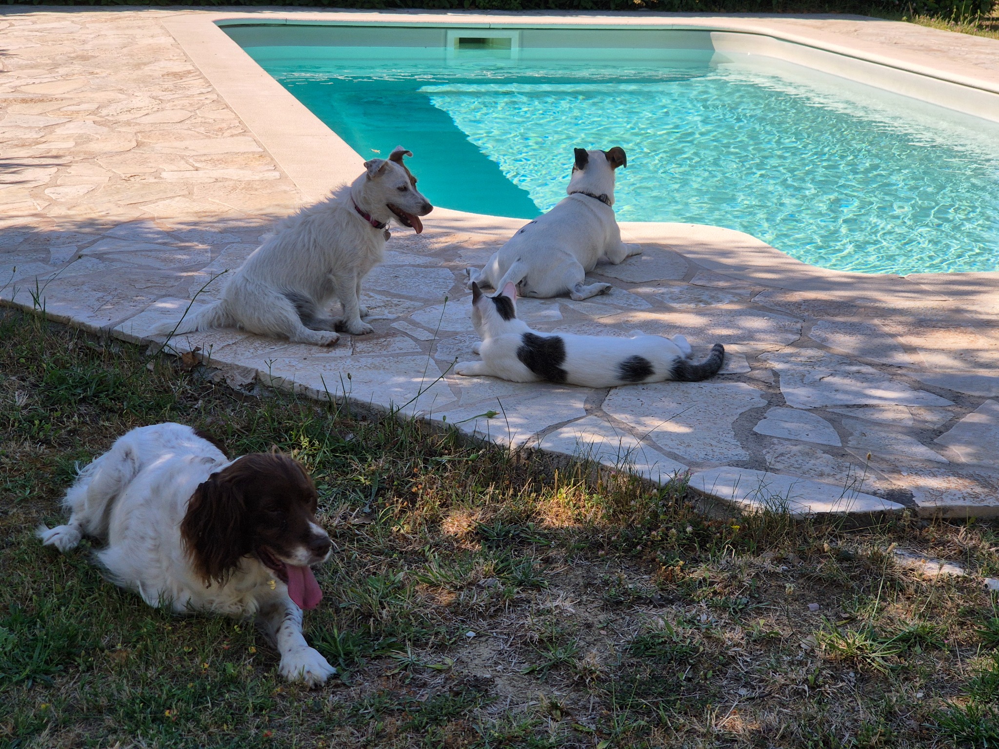 Animali nel giardino recintato vicino alla piscina